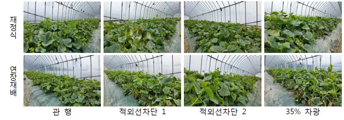 고온기 재정식과 연장재배 처리구 식물체 초세(촬영일 : 2015. 7. 9)