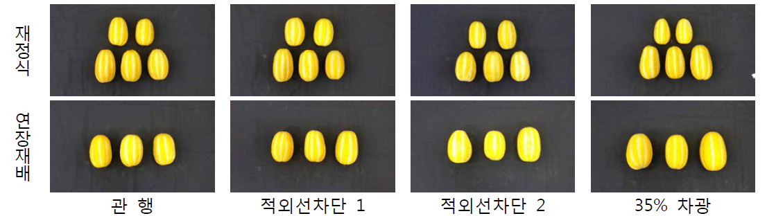 재정식과 연장재배 수확 과실 모습