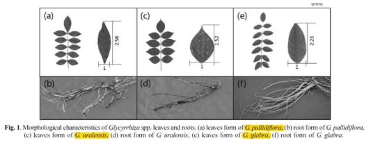 감초 종별 형태학적 특징. (a) G. pallidiflora 잎, (b) G. pallidiflora 뿌리, (c) G. uralensis 잎, (d) G. uralensis 뿌리, (e) G. glabra 잎, (f) G. glabra 뿌리