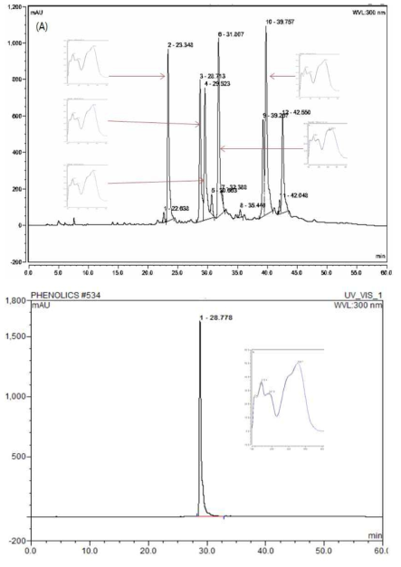 홍국균 발효 섬애쑥의 HPLC 결과, 300 nm 파장에서 측정된 크로마토그램 (A) 및 표준물질 클로로겐산 (Chlorogenic acid)의 크로마토그램 (B). Chlorogenicn acid가 28.776 분에 측정됨