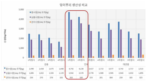 야콘 해발고도별 정식시기에 따른 덩이뿌리 생산성 비교