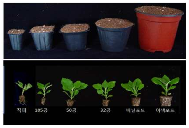 야콘 직파재배와 육묘재배 생장 비교
