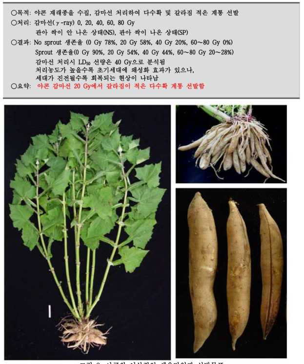 야콘의 이상적인 생육타입과 선발목표