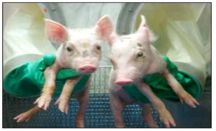 Transgenic pig