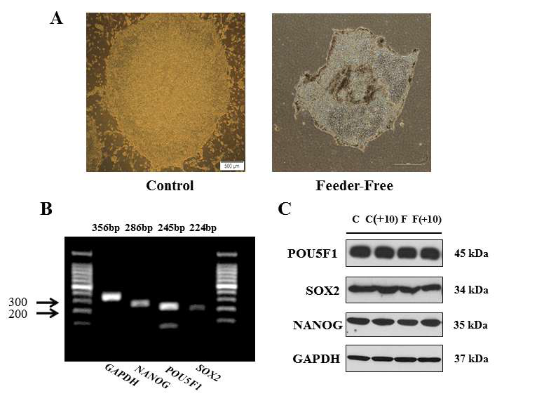 Feeder-free 조건에서의 인간 배아 줄기세포의 배양조건 확립 및 미분화 마커 발현 확인