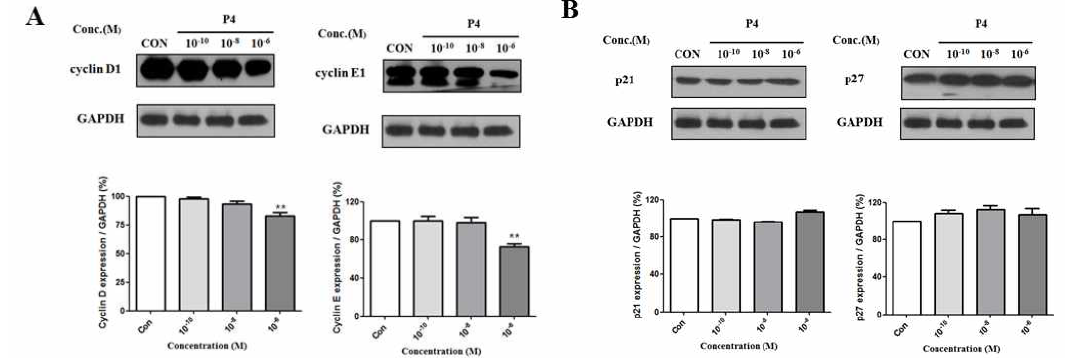 MCF-7 CV 세포에서 E2 와 P4의 복합 처리에 따른 세포 주기 관련 단백질 발현 변화