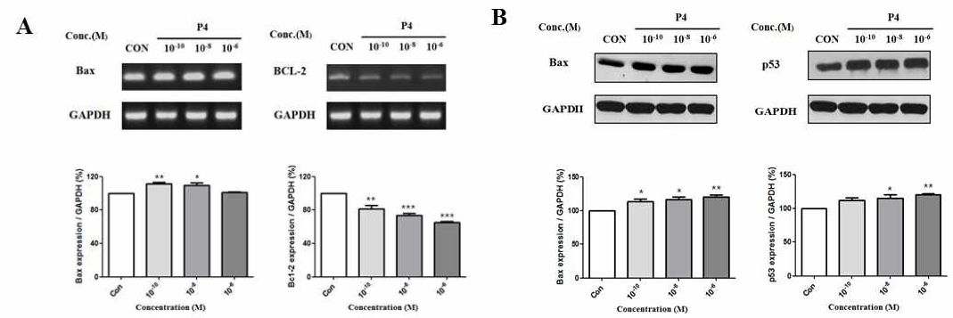MCF-7 CV 세포에서 E2 와 P4의 복합 처리에 따른 세포사멸 및 종양 억제 유전자 및 단백질 발현 변화