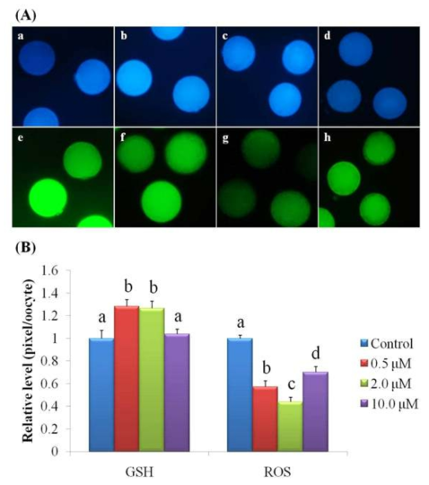 Epifluorescent photomicrographic images of in vitro-matured porcine oocytes. (A) Oocytes were stained with CellTracker Blue (a-d) and H2DCFDA(e-h) to detect intracellular levels of GSH and ROS respectively. MII oocytes derived from the maturation medium supplemented with 0.5 μM (a and e), 2.0 μM (b and f), 10.0 μM (cand g), or without resveratrol. (B) Effect of resveratrol in maturation medium on intracellular GSH and ROS levels in in vitro-matured porcine oocytes. Within each group (GSH and ROS) of end point, bars with different letters (a-d) are significantly (P < 0.05) different. No. of GSH sample = 38, ROS = 37. Experiment was replicated four times