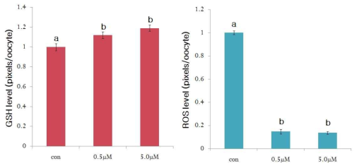 Effect of trans-ε-viniferin in maturation medium on intracellular glutathione (GSH) and reactive oxygen species (ROS) levels in in vitro-matured porcine oocytes. a-b Values with different superscripts within same column are significantly different (p< 0.05)