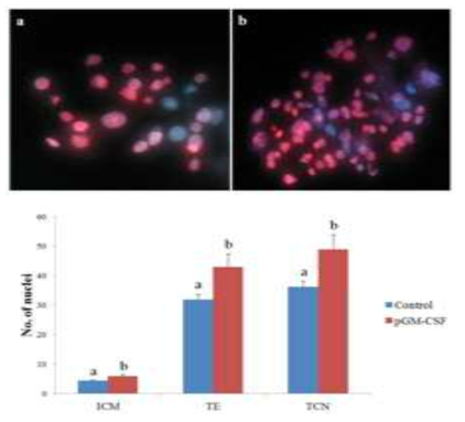 Differentially stained day 7 porcine blastocysts. (A) The blue objects are the nuclei of ICM cells and the red objects are the nuclei of TE cells. a: Differentially stained blastocyst produced from control. b: Differentially stained blastocyst produced from 10 ng/ml pGM-CSF treatment. The nuclei of blastocysts were photographed under magnification of 400ⅹand using a fluorescence microscope. (B) Cell numbers of pGM-CSF treated or untreated derived blastocysts that developed in vitro. Number of ICM, TE cell and TCN of 10 ng/ml pGM-CSF treatment derived blastocysts were significantly (P < 0.05) higher than control blastocysts. ICM: Inner cell mass, TE: Trophectoderm, TCN: Total cell numbers