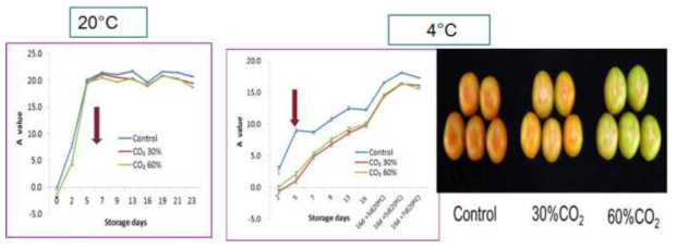 토마토 CO2 처리에 따른 저장 기간 동안 과피색의 변화