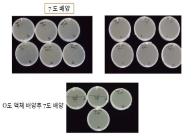 고추 저온장해 관련 유전자 저온내성 실험(고체배지)