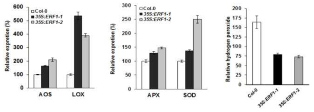 ERF 발현주의 항산화 관련 유전자 발현 및 항산화능 분석