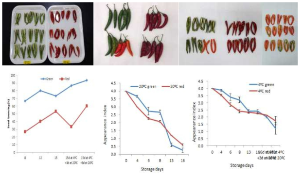 고추의 저장온도별, 저장 기간 동안 종자 갈변도 및 외관지수