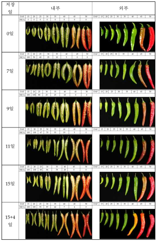 고추 개화 후 수확시기별 저온 저장 기간 동안 내외부 변화 및 갈변율