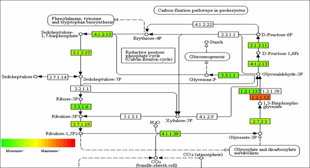 Changes in the reaction related to carbon fixation in photosynthetic organisms metabolism in leaf affected by flooding treatment at ripening stage