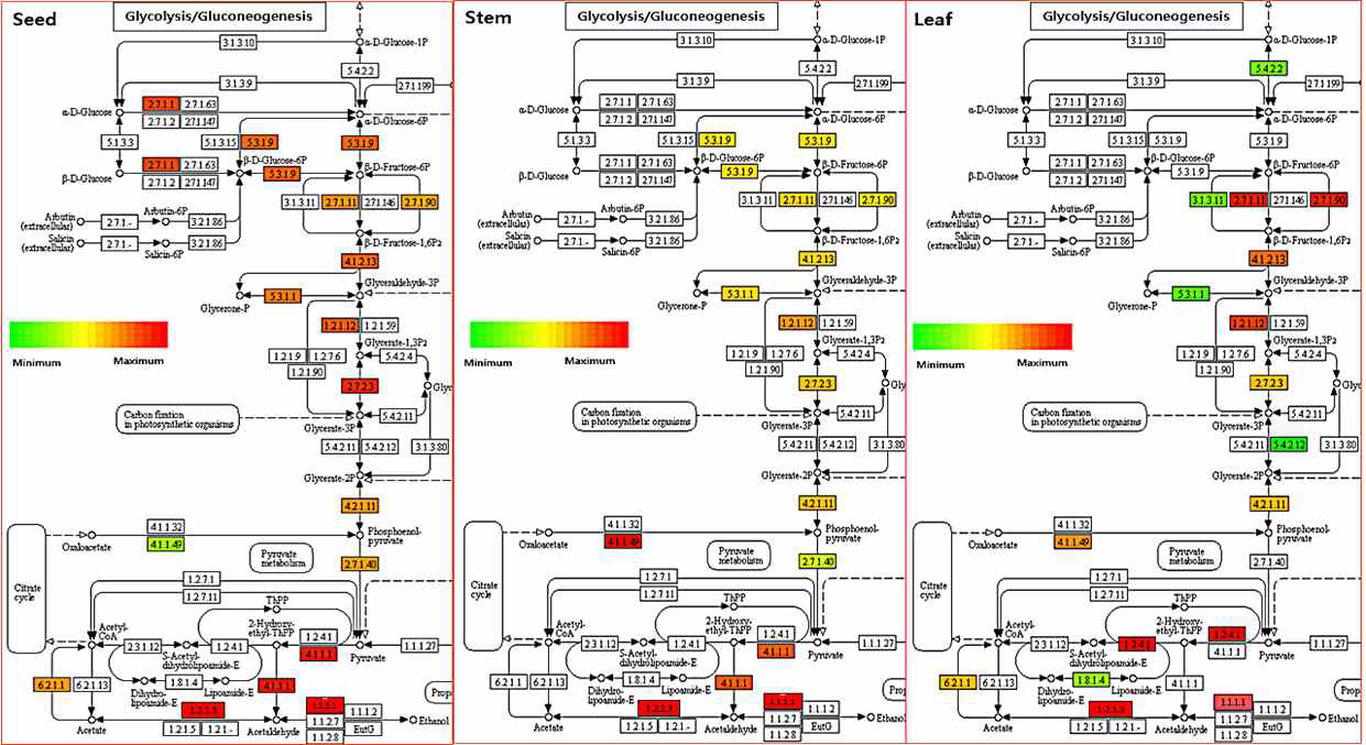 Changes in the reaction related to glycolysis/gluconeogenesis metabolism in seed, stem, leaf affected by flooding treatment at ripening stage