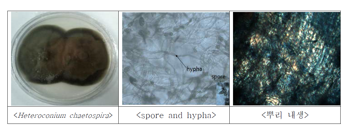 배추과 채소 mycorrhizal fungi, Heteroconium chaetospira