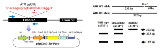 Construction of ATM gene targeting vector using CRISPR/Cas9 system