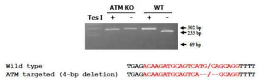 Screening of ATM gene-targeted porcine fetal fibroblasts