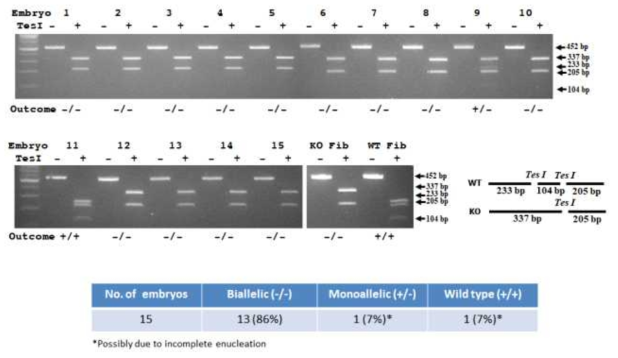 Screening of ATM gene targeting in somatic cell nuclear transfer blastocysts