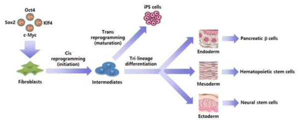 Lineage conversion using reprogramming intermediates