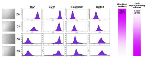 Induction of early pluripotency markers, while reduction of fibroblast markers, during cis (early) reprogramming