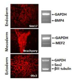 Differentiation of reprogramming intermediates into three germ layers