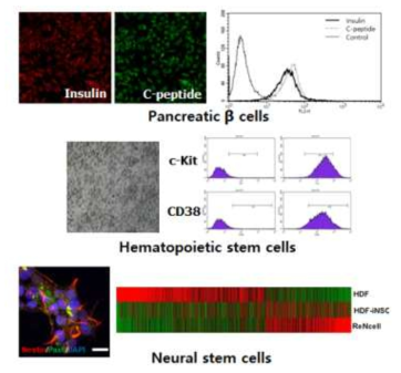 Differentiation of three germ layers into the pancreatic, hematopoietic, and neural lineage