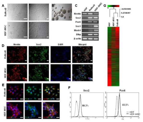 Chracteristics of iNSCs from human dermal fibroblasts. A. iNSCs from HDFs and ReNcell as control. HDF-iNSCs resemble the morphology of control ReNcell. B. Neurosphere formation of HDF-iNSCs in suspension culture. C. RT-PCR analysis of NSC marker gene expression in uninfected HDFs, ReNcell, and HDF-iNSC. iNSCs express endogenous NSC markers similar to those of control ReNcell. D, E. Immunofluorescence analysis of HDF-iNSCs and ReNcells, using antibodies against Nestin, Sox2, and Pax6. iNSCs are positive for the NSC marker proteins Nestin, Sox2 and Pax6 as control ReNcell. F. FACS analysis of Sox2 and Pax6 in parental HDF and HDF-iNSC. Neural stem cells that induced from human dermal fibroblasts expressed NSC markers, Sox2 and Pax6, in comparison with parental HDF certainly. G. Global gene expression pattern of iNSCs. Heatmap presentation of microarray expression analysis of HDFs, HDF-iNSCs, and ReNcell