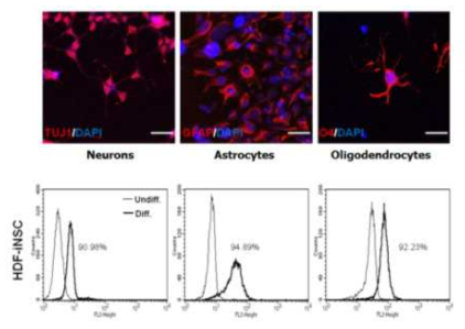 In vitro differentiation of human induced neural stem cells