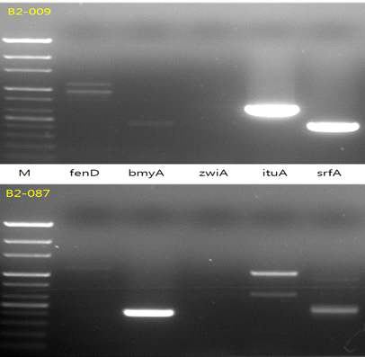 균주별 2차대사물질 유전자 발현 양상. 100bp ladder (M), fengycin (fenD), bacillomycinD (bmyA), zwittermicinA (zwiA), iturinA (ituA) and surfactin (srfA)