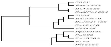 선발균주 계통수(Phylogenic tree). (Ba : Bacillus subtilis, Bs : Bacillus amyloliquefaciens, Pp : Paenibacillus polymyxa)