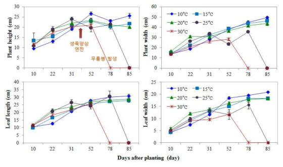 온도처리가 배추 수관 및 잎 크기에 미치는 영향