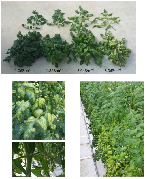 Photograph of magnesium deficiency of tomato plant as affected by EC level of irrigation solution