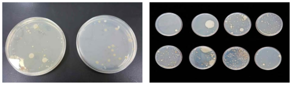 소독 전, 후 미생물상 조사