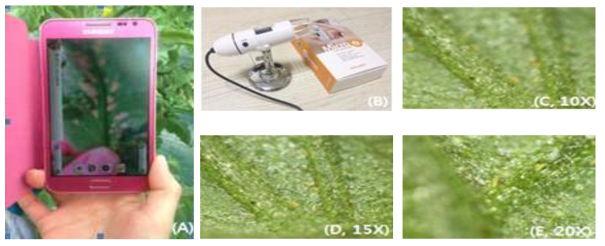 Damaged leaf by A. lycopersici taken picture using Microeye superzoom device with smartphone: (A), Smartphone camera ; (B), Microeye superzoom apparatus for smartphone; (C), A. lycopersici on tomato leaf back side at x10; D x15;E x20