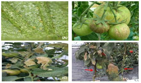 Morphological characteristics of A. lycopersici and symptoms of tomato infested by A. lycopersici (A), nymphs and adults on leaf; (B), symptoms of fruit; (C), symptoms of leaf; (D), symptoms of stem (arrows indicate left-stem infested by A. lycopersici and normal right-stem)