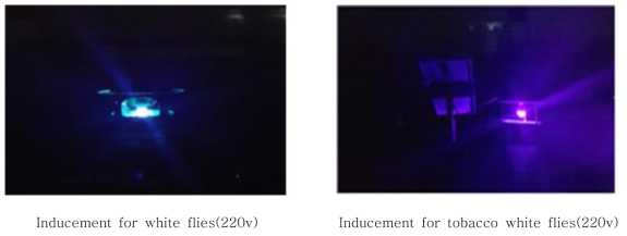 Light emitting trap on 470 nm wavelength of blue light used in this study