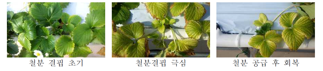 철분결핍 발생시기별 증상