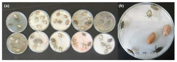 곤충병원성 진균을 이용한 썩덩나무노린재 성충 bioassay. (a), 균주에 노출된 썩덩나무노린재; (b), 깨끗한 petri dish에 옮겨놓은 썩덩나무노린재 성충