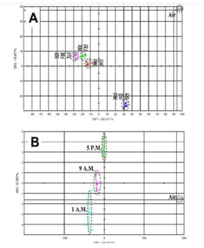 막실라리아의 전자코 화기 기관별(A), 시간별(B) 분석 결과
