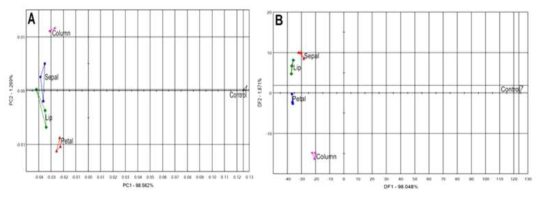 막실라리아 화기기관별 향기패턴 분석, PCA(A) 및 DFA(B) 결과