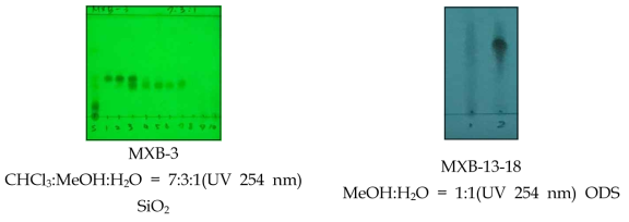 MXB-3, MXB-13-18 분획 및 화합물 1, 2, 3의 TLC 전개양상