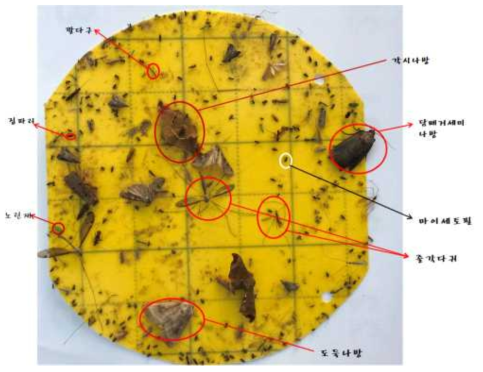 해충 포집상태 전경