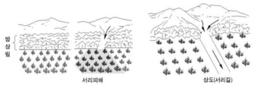 방상림(防霜林)과 서릿길 조성