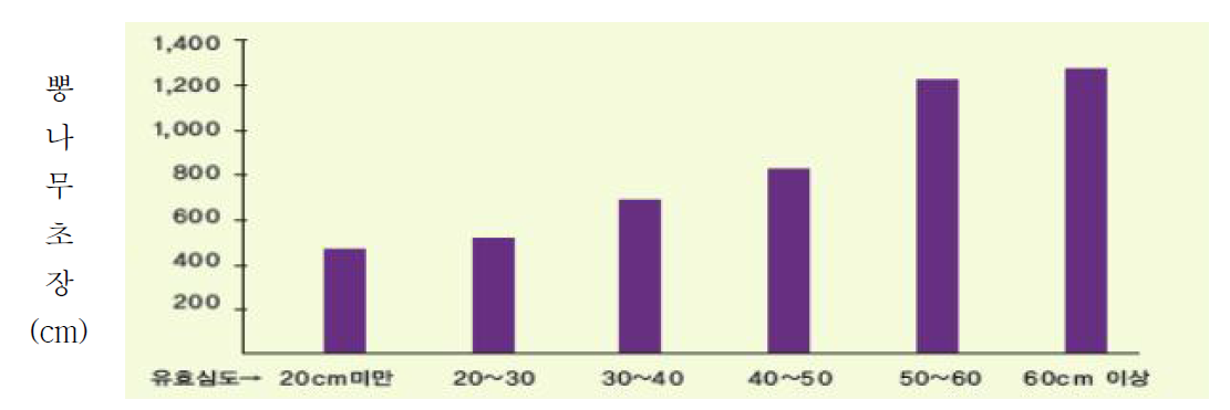 유효토양깊이에 따른 뽕나무의 생장 길이