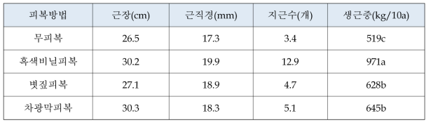 도라지 피복재배 효과 (안영섭. 2010)