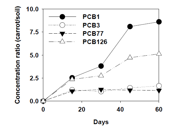 재배기간 중 당근 및 토양 중 잔류 PCB 농도비. (ratio = PCBs(당근)/PCBs(토양))
