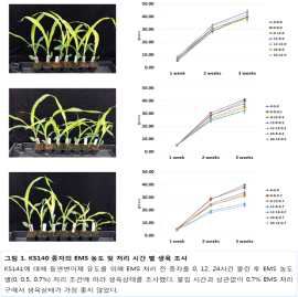 EMS 농도별 처리 KS140 라인 생육 상태 조사